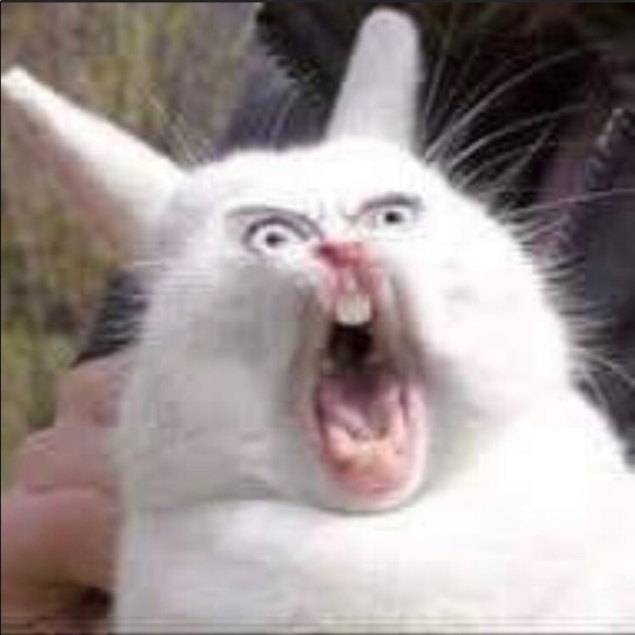 Meet your Posher, Mylah - Picture 1 of 1